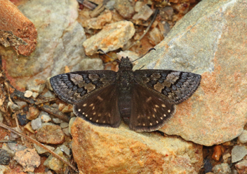 Sleepy Duskywing female